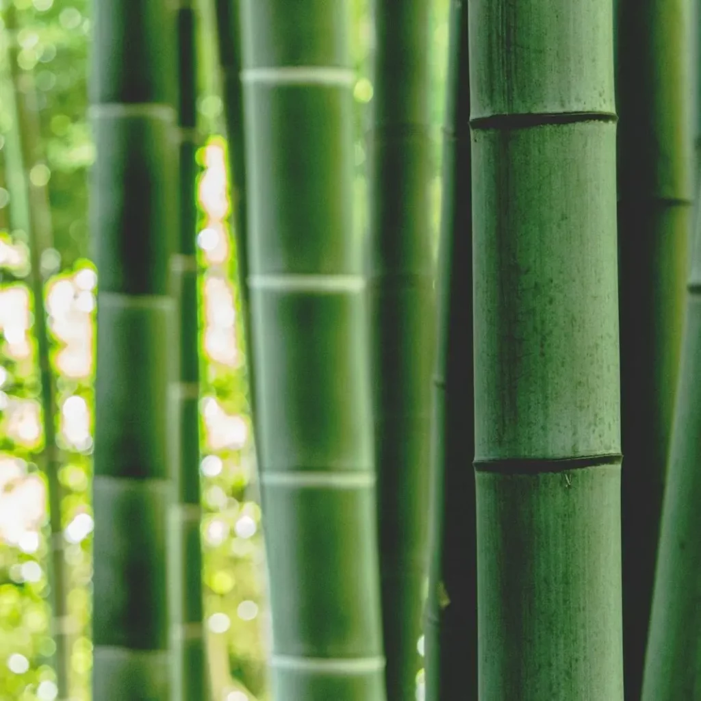 Matière insert absorbant - Bambou